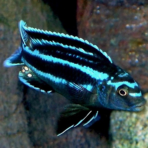 Melanochromis Johannii - Pseudotropheus johannii 4 cm